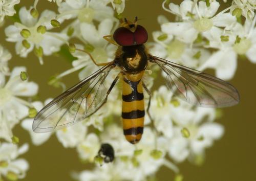 Réf. 38 924 : Meliscaeva cinctella