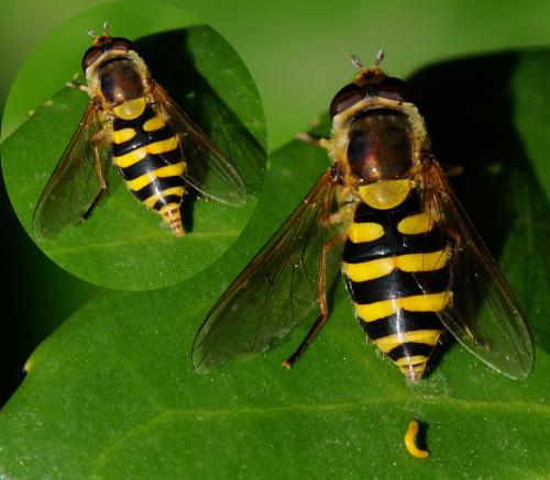 Syrphus ribesii