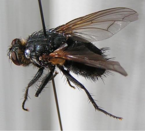 Nemoraea pellucida