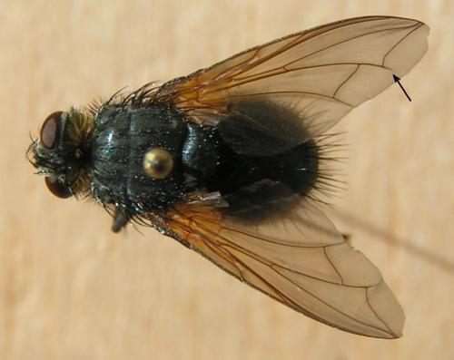 Nemoraea pellucida