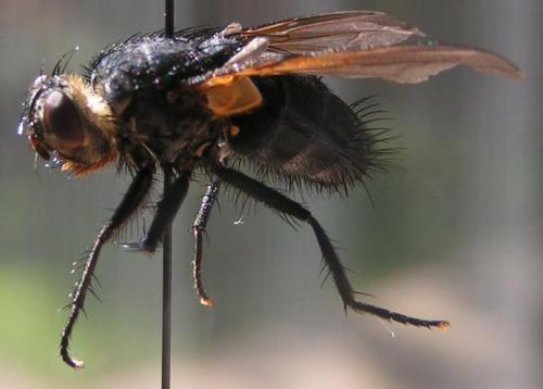 Nemoraea pellucida