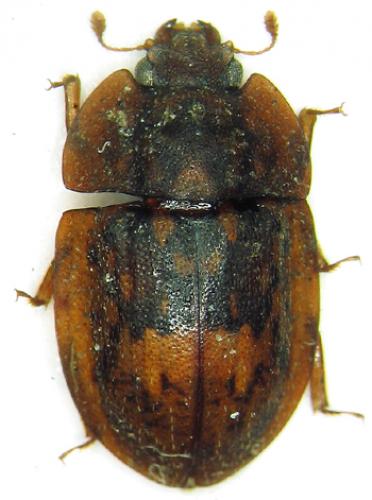 Lobopia sp.