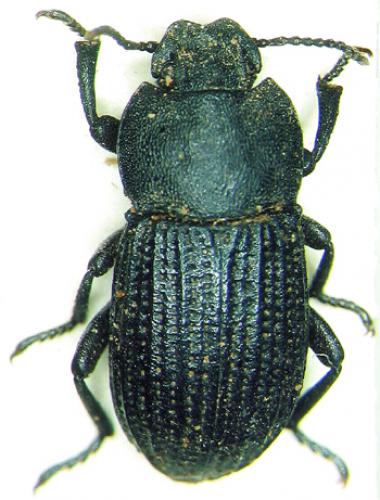 Allophylax picipes