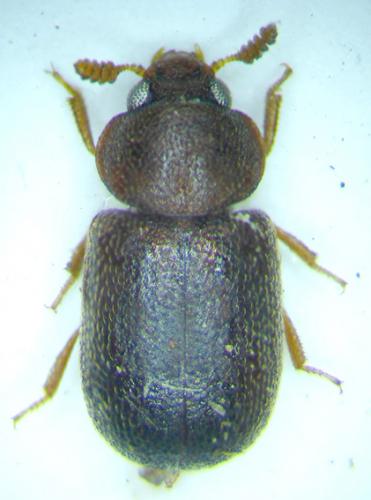 Réf. 38 545 : Pentaphyllus chrysomeloides