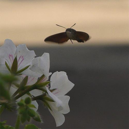 Macroglossum stellatarum