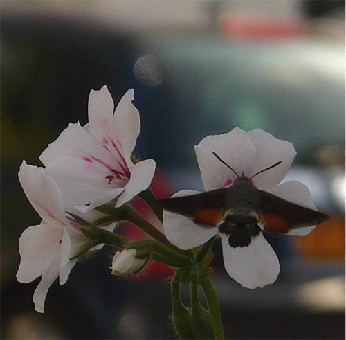 Macroglossum stellatarum
