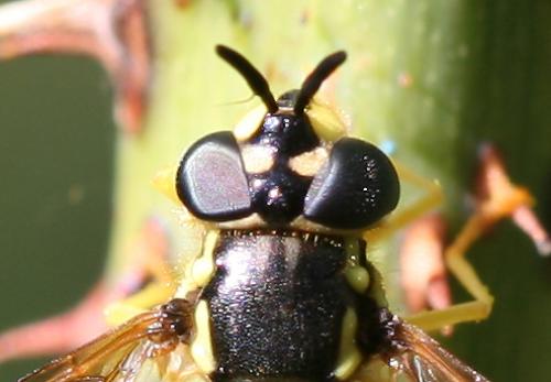 Chrysotoxum intermedium