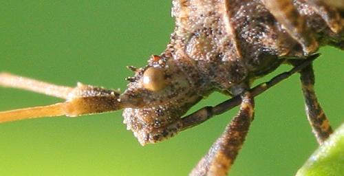 Centrocoris variegatus