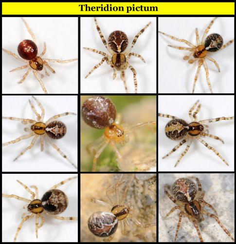 Theridion pictum
