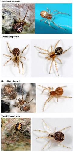 Theridion sp.