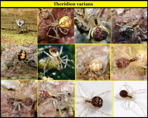Theridion varians