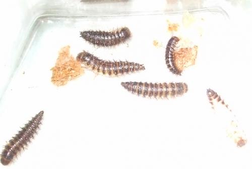 Dermestes sp.