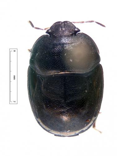 Thyreocoris fulvipennis