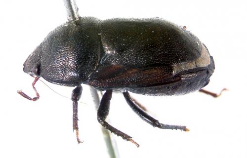 Thyreocoris fulvipennis