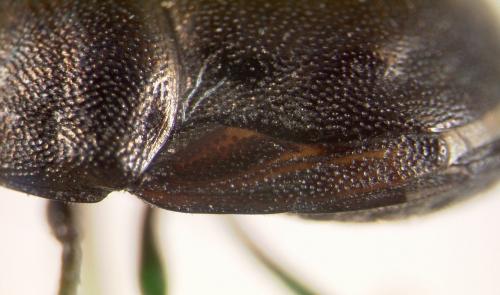 Thyreocoris fulvipennis