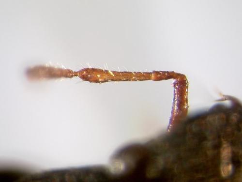 Réf. 38 454 : Thyreocoris fulvipennis