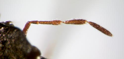 Thyreocoris fulvipennis