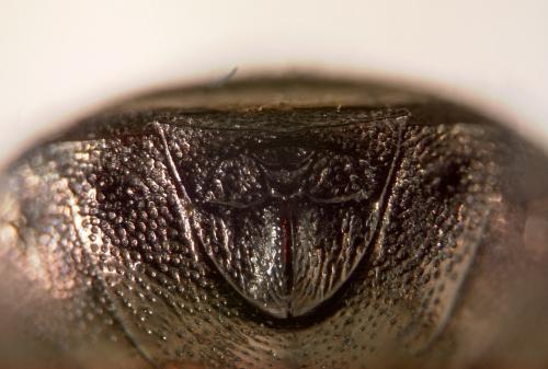 Thyreocoris fulvipennis
