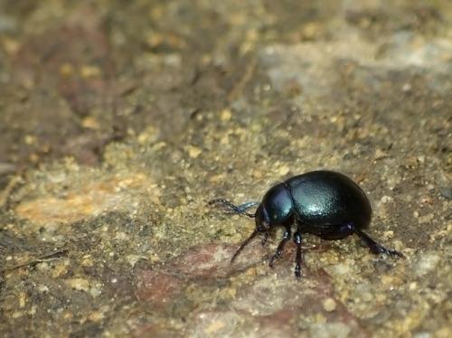 Timarcha goettingensis