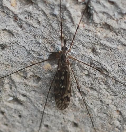 Réf. 38 422 : Tipula sp.