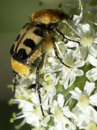 Trichius sp.