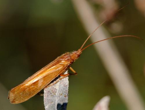 Limnephilus lunatus