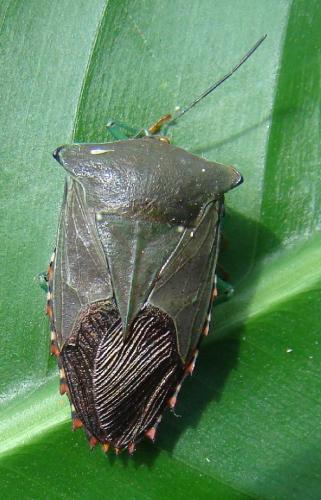 Piezosternum subulatum