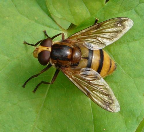 Réf. 38 442 : Volucella inanis