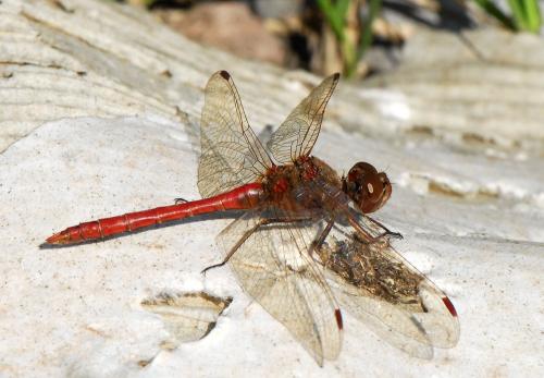 Réf. 38 250 : Sympetrum vulgatum