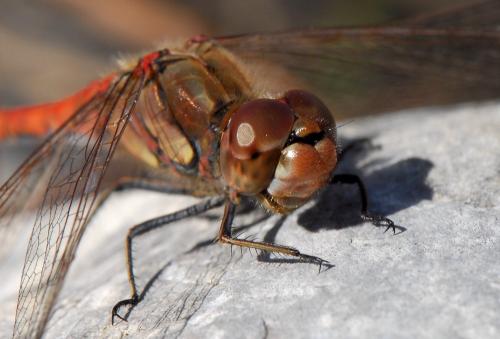 Sympetrum striolatum