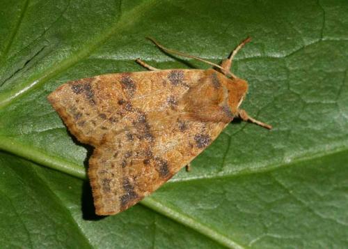 Réf. 38 439 : Xanthia ocellaris