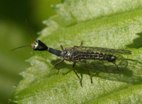 Réf. 38 582 : Xanthostigma xanthostigma
