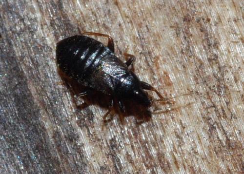 Réf. 38 985 : Xylocoris sp.