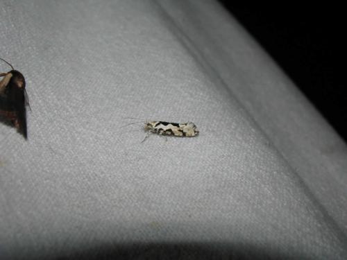 Réf. 38 302 : Ypsolopha sequella