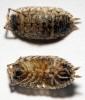 Porcellio spinicornis