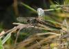 38419 – Photo : Christine DEVILLERS – Belgique