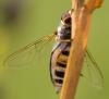38148 – Photo : Pierre Duhem – France (24)
