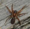 38499 – Photo : Christine DEVILLERS – Belgique