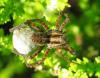 38570 – Photo : Christine DEVILLERS – Belgique
