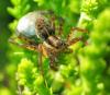 38571 – Photo : Christine DEVILLERS – Belgique