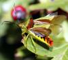 38330 – Photo : Vincent Derreumaux – France (84)
