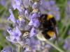 38788 – Photo : Emmanuel Freri – France (37)