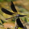 38843 – Photo : FATON Jean-Michel – France (26)