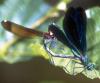 38976 – Photo : FATON Jean-Michel – France (26)