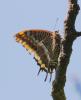38618 – Photo : Francois-Marie NOUGA – France (34)