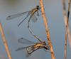 38469 – Photo : FATON Jean-Michel – France (26)