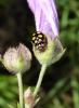38860 – Photo : Emmanuel Freri – France (37)