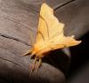 38347 – Photo : Arnaud Jean-Pierre – France (09)