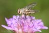 38269 – Photo : David Defoort – France (63)