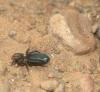 38147 – Photo : roy – Maroc